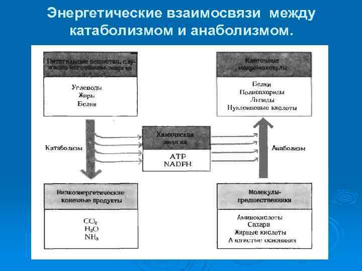 Энергетические взаимосвязи между катаболизмом и анаболизмом. 