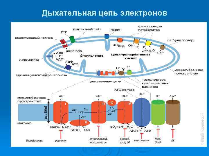 Цепь электрон