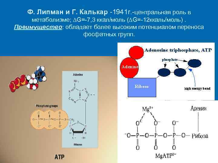 Ф. Липман и Г. Калькар -1941 г. -центральная роль в метаболизме; ∆G=-7, 3 ккал/моль