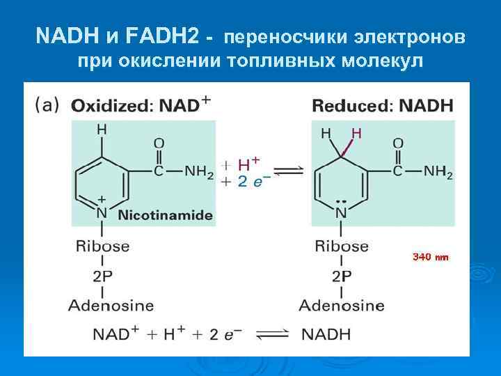 Окисление надф. NADH И fadh2.. Nadh2 или NADH. NADH биохимия. НАДН функции.