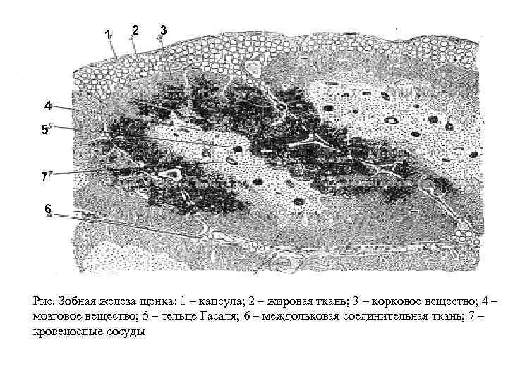 1 2 3 4 5 7 6 Рис. Зобная железа щенка: 1 – капсула;