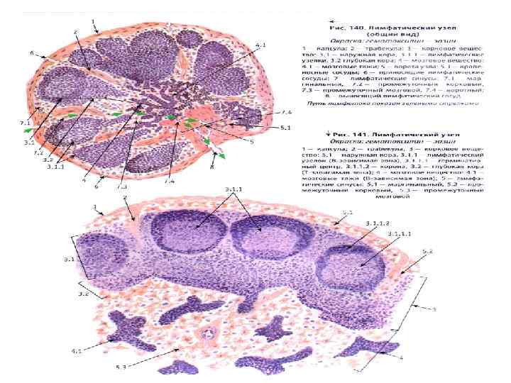 Рисунок тимуса гистология