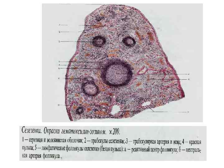 Препарат тимус гистология рисунок с подписями