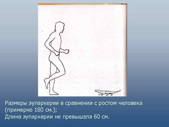 Размеры эупаркерии в сравнении с ростом человека (примерно 180 см. ); Длина эупаркерии не