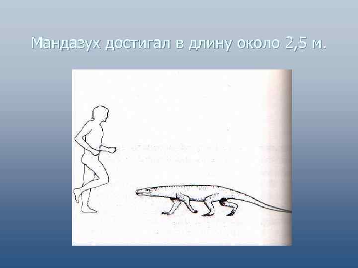 Мандазух достигал в длину около 2, 5 м. 
