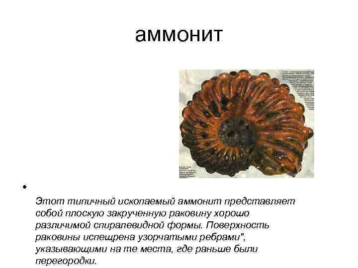 аммонит • Этот типичный ископаемый аммонит представляет собой плоскую закрученную раковину хорошо различимой спиралевидной