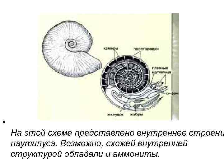  • На этой схеме представлено внутреннее строени наутилуса. Возможно, схожей внутренней структурой обладали