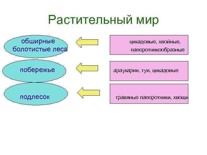 Растительный мир обширные болотистые леса побережье подлесок цикадовые, хвойные, папоротникообразные араукарии, туи, цикадовые травяные