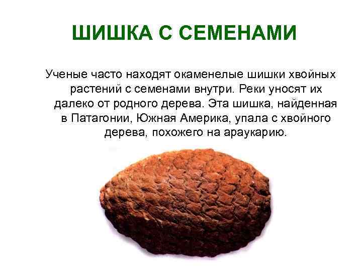 ШИШКА С СЕМЕНАМИ Ученые часто находят окаменелые шишки хвойных растений с семенами внутри. Реки