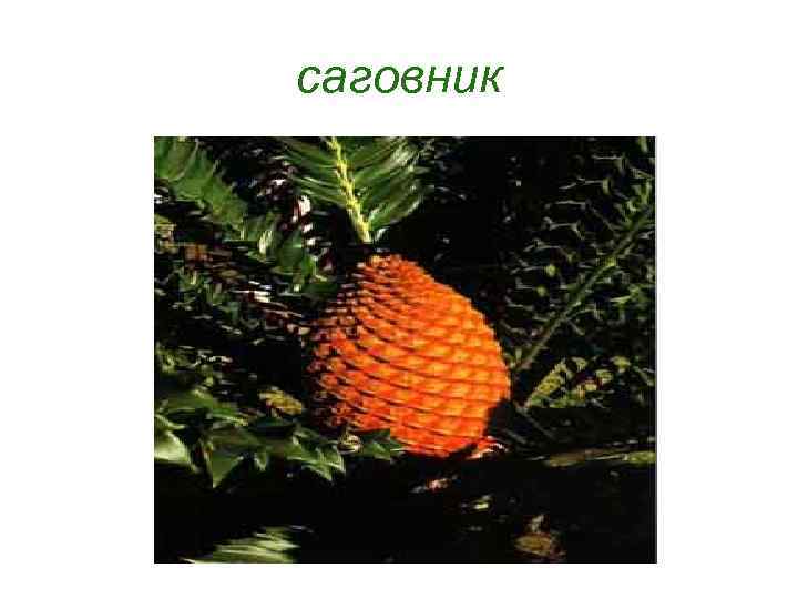саговник 
