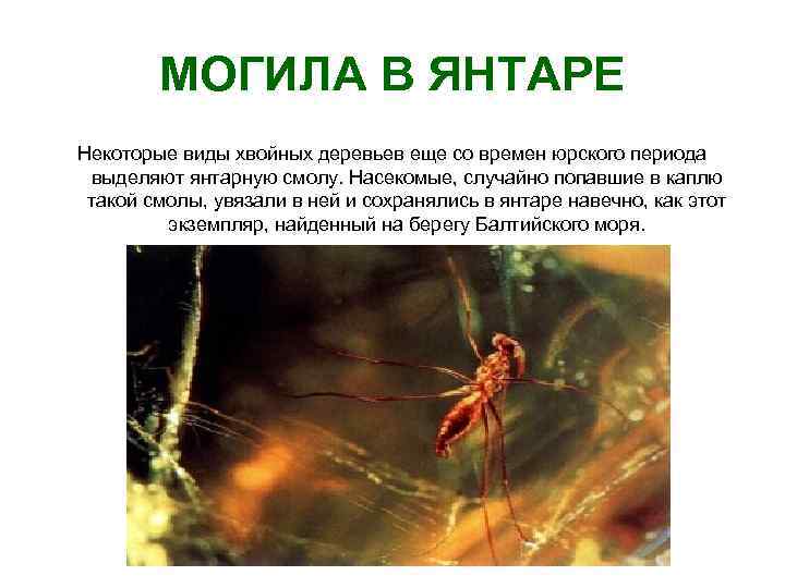 МОГИЛА В ЯНТАРЕ Некоторые виды хвойных деревьев еще со времен юрского периода выделяют янтарную