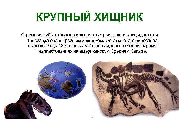 КРУПНЫЙ ХИЩНИК Огромные зубы в форме кинжалов, острые, как ножницы, делали аллозавра очень грозным