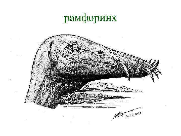 рамфоринх 