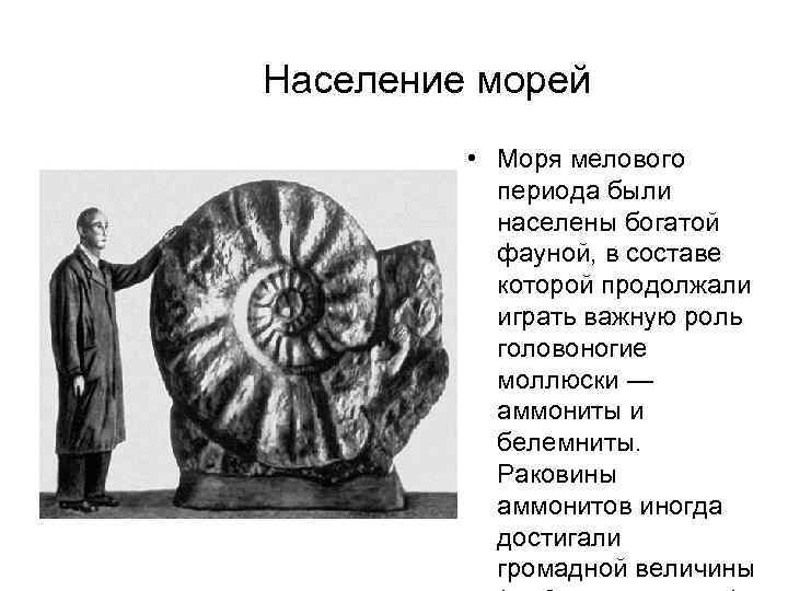 Население морей • Моря мелового периода были населены богатой фауной, в составе которой продолжали
