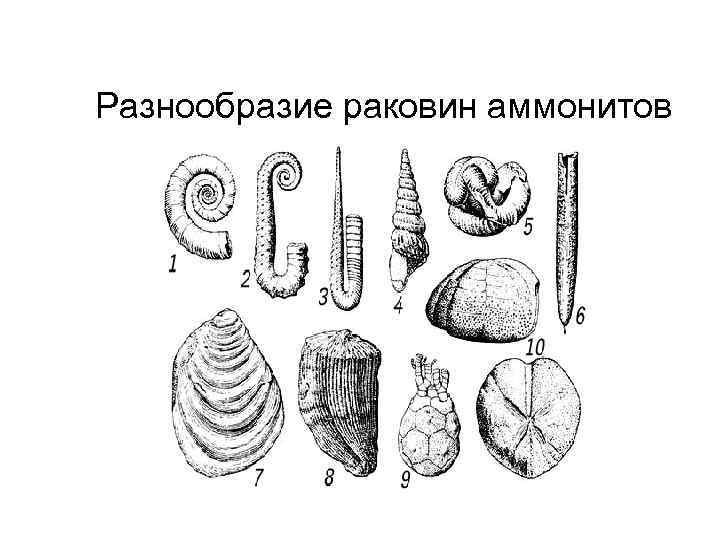Разнообразие раковин аммонитов 
