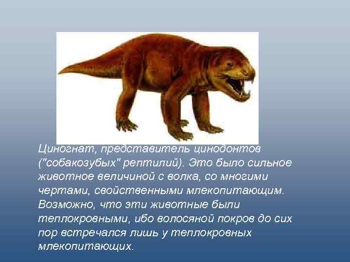 Объясните почему зверозубые рептилии получили такое. Циногнат цинодонты. Зверозубые рептилии. Зверозубые ящеры характеристика. Зверозубый ящер переходная форма.