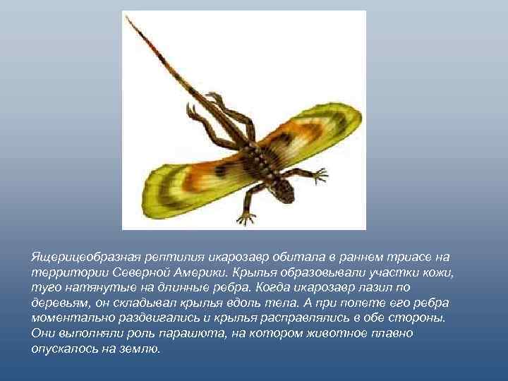 Ящерицеобразная рептилия икарозавр обитала в раннем триасе на территории Северной Америки. Крылья образовывали участки