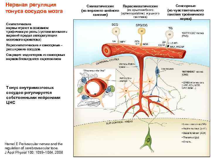 Нервная регуляция тонуса сосудов мозга Парасимпатические Симпатические (из крылонебного (из верхнего шейного (sphenopalatine) и