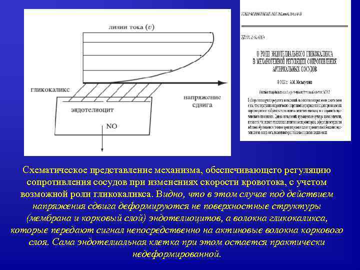 Схематическое представление механизма, обеспечивающего регуляцию сопротивления сосудов при изменениях скорости кровотока, с учетом возможной