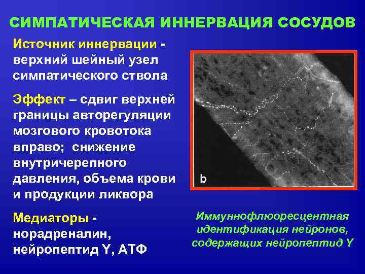 СИМПАТИЧЕСКАЯ ИННЕРВАЦИЯ СОСУДОВ Источник иннервации верхний шейный узел симпатического ствола Эффект – сдвиг верхней