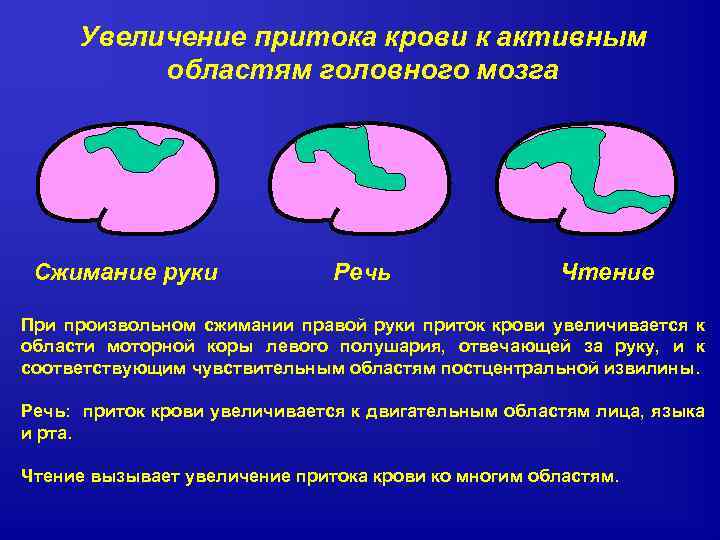 Увеличение притока крови к активным областям головного мозга Сжимание руки Речь Чтение При произвольном