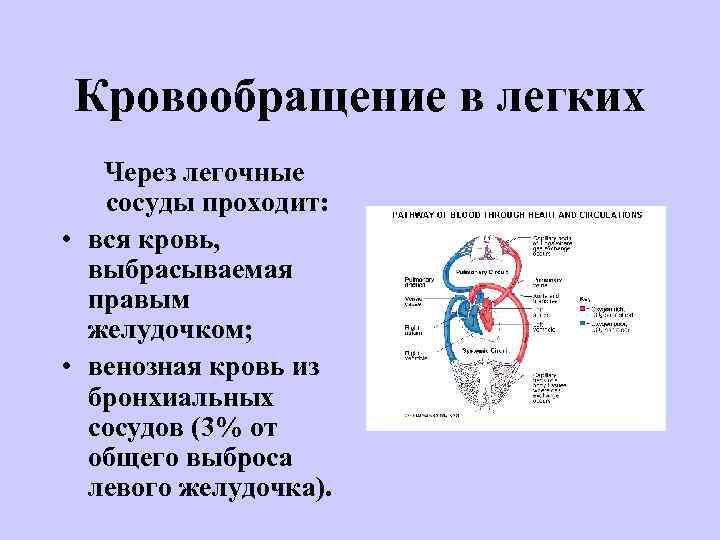 Кровообращение в легких Через легочные сосуды проходит: • вся кровь, выбрасываемая правым желудочком; •