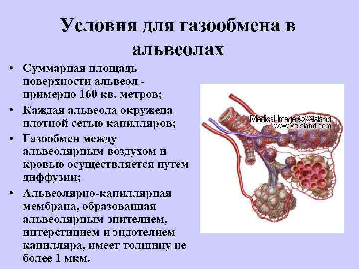 Условия для газообмена в альвеолах • Суммарная площадь поверхности альвеол примерно 160 кв. метров;