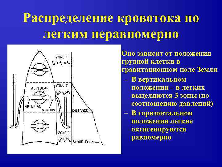 Распределение кровотока по легким неравномерно • Оно зависит от положения грудной клетки в гравитационном