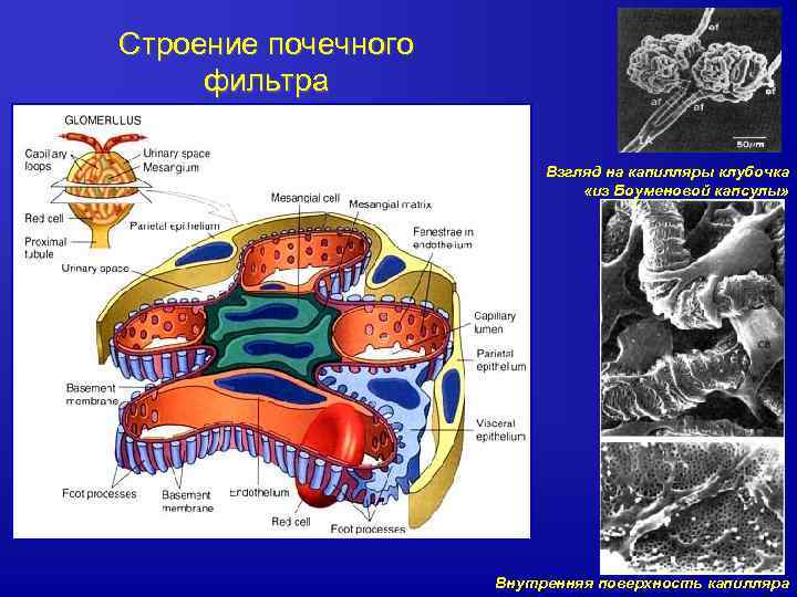 Строение почечного фильтра Взгляд на капилляры клубочка «из Боуменовой капсулы» Внутренняя поверхность капилляра 