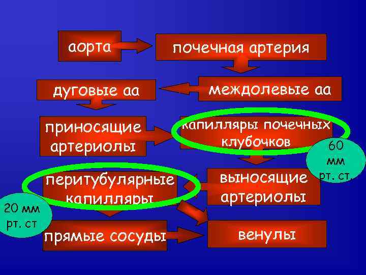 аорта почечная артерия дуговые аа приносящие артериолы 20 мм рт. ст междолевые аа капилляры