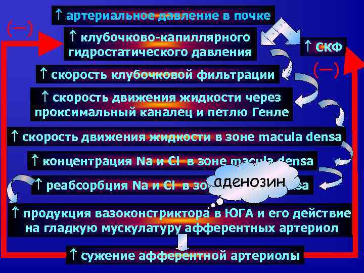 (—) артериальное давление в почке клубочково-капиллярного гидростатического давления СКФ скорость клубочковой фильтрации (—) скорость