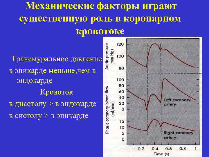 Механические факторы играют существенную роль в коронарном кровотоке Трансмуральное давление в эпикарде меньше, чем