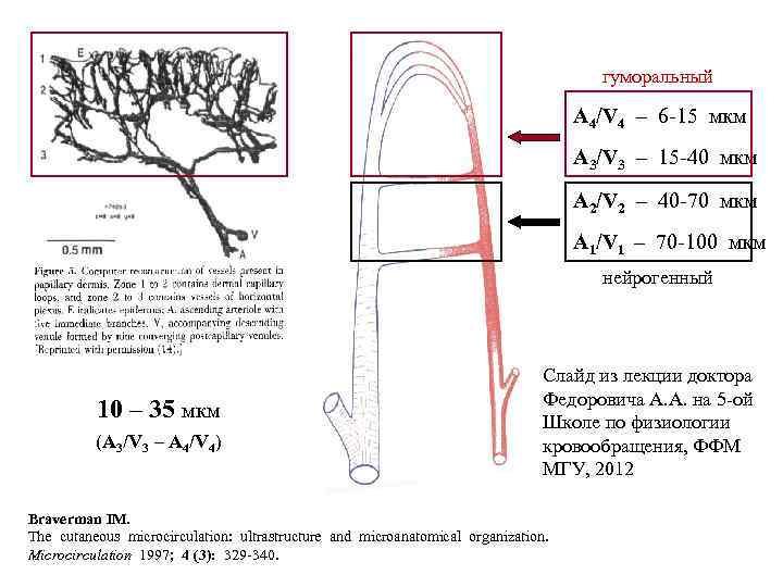 гуморальный A 4/V 4 – 6 -15 мкм A 3/V 3 – 15 -40