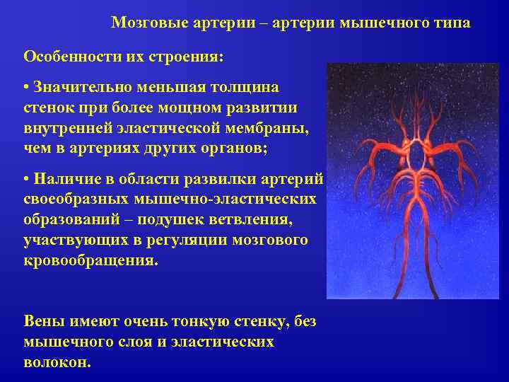 Мозговые артерии – артерии мышечного типа Особенности их строения: • Значительно меньшая толщина стенок