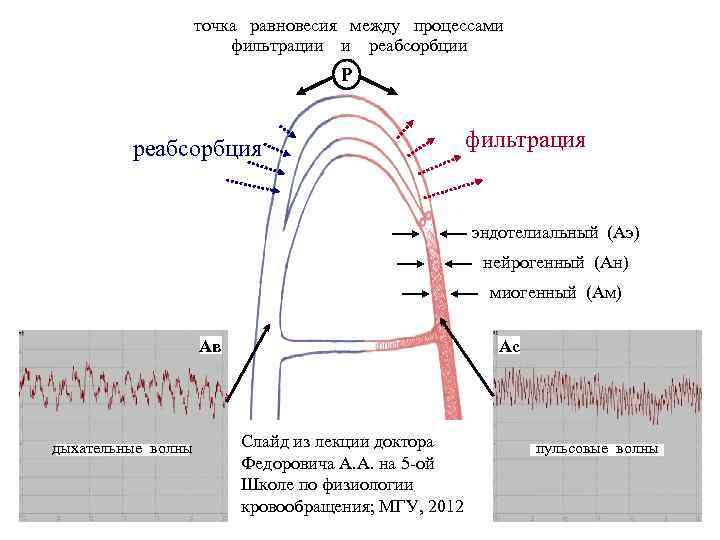 Схема регуляции реабсорбции