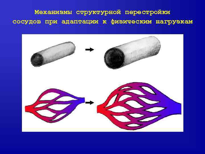 Механизмы структурной перестройки сосудов при адаптации к физическим нагрузкам 