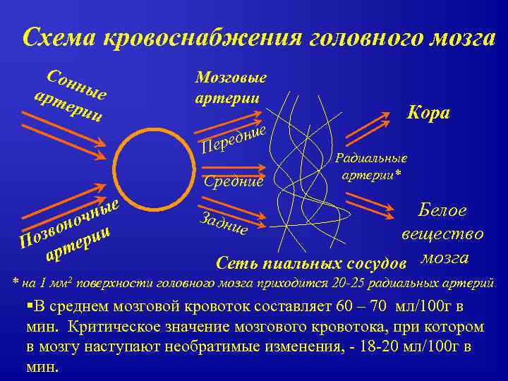 Схема кровоснабжения головного мозга Сон арт ные ери и Мозговые артерии дние ере П