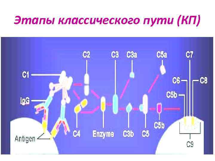 Этапы классического пути (КП) 