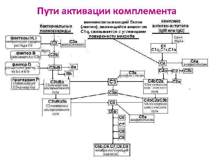 Пути активации комплемента 