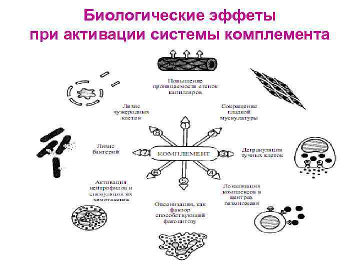 Биологические эффеты при активации системы комплемента 