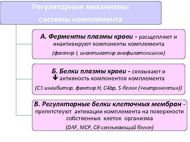 Регуляторные механизмы системы комплемента А. Ферменты плазмы крови - расщепляют и инактивируют компоненты комплемента