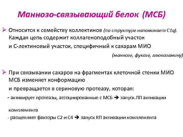 Маннозо-связывающий белок (МСБ) Ø Относится к семейству коллектинов (по структуре напоминает С 1 q).