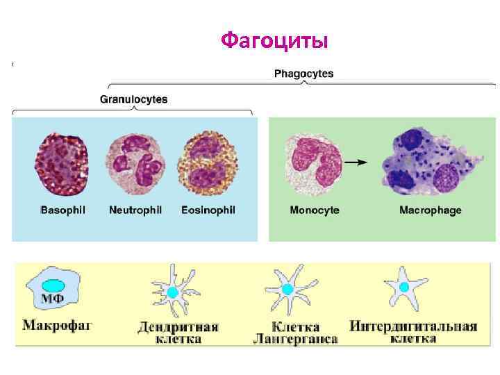 Фагоциты 