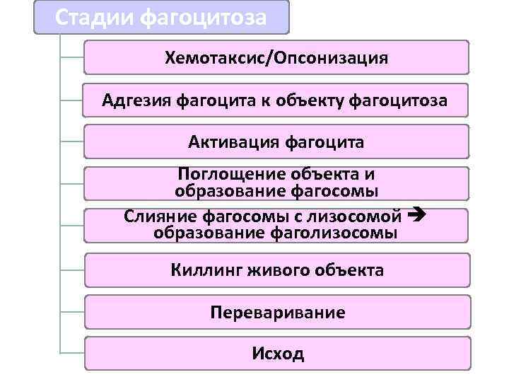 Стадии фагоцитоза Хемотаксис/Опсонизация Адгезия фагоцита к объекту фагоцитоза Активация фагоцита Поглощение объекта и образование