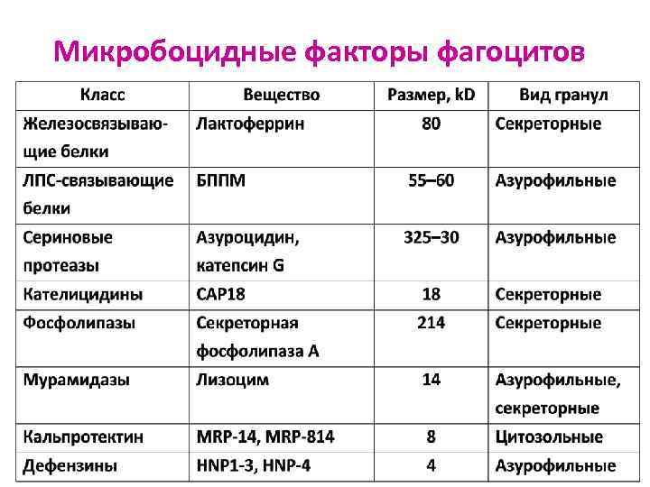 Микробоцидные факторы фагоцитов 