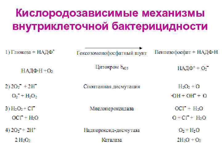 Кислородозависимые механизмы внутриклеточной бактерицидности 