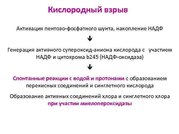 Кислородный взрыв Активация пентозо-фосфатного шунта, накопление НАДФ Генерация активного супероксид-аниона кислорода с участием НАДФ