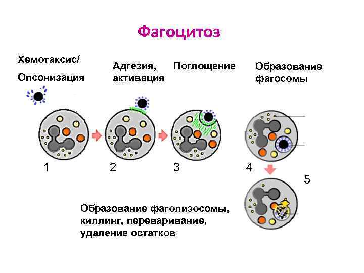 Фагоцитоз Хемотаксис/ Опсонизация 1 Адгезия, Поглощение активация 2 3 Образование фаголизосомы, киллинг, переваривание, удаление