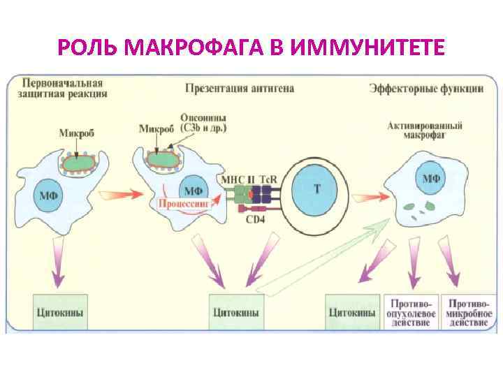 РОЛЬ МАКРОФАГА В ИММУНИТЕТЕ 