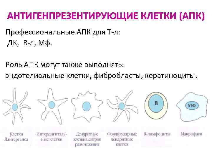 АНТИГЕНПРЕЗЕНТИРУЮЩИЕ КЛЕТКИ (АПК) Профессиональные АПК для Т-л: ДК, В-л, Мф. Роль АПК могут также